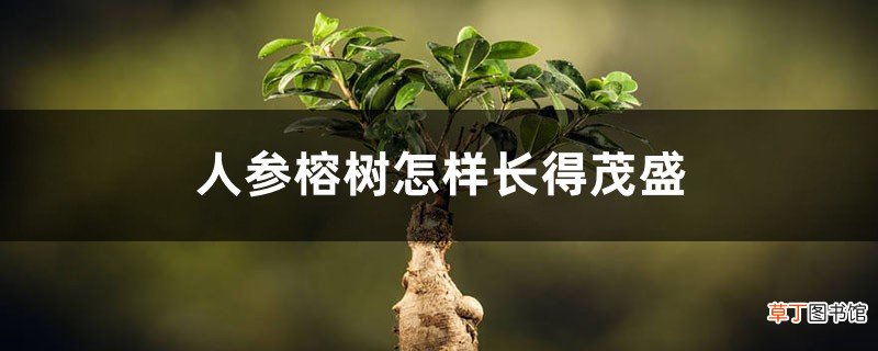 人参榕树怎样长得茂盛，根变大？
