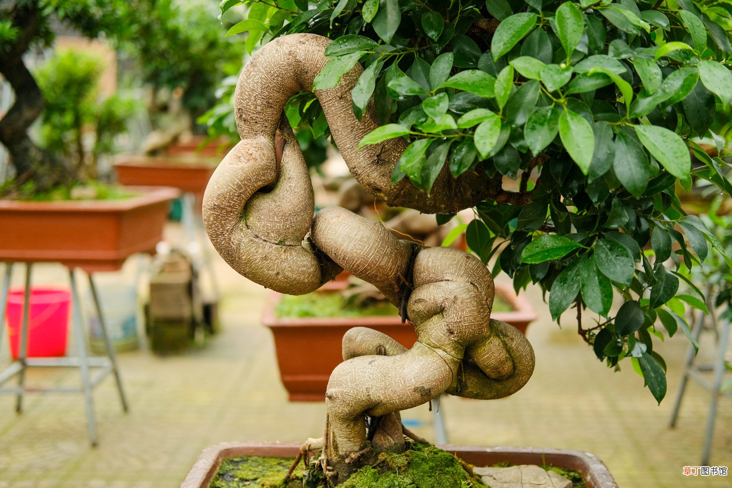 人参榕树怎样长得茂盛，根变大？