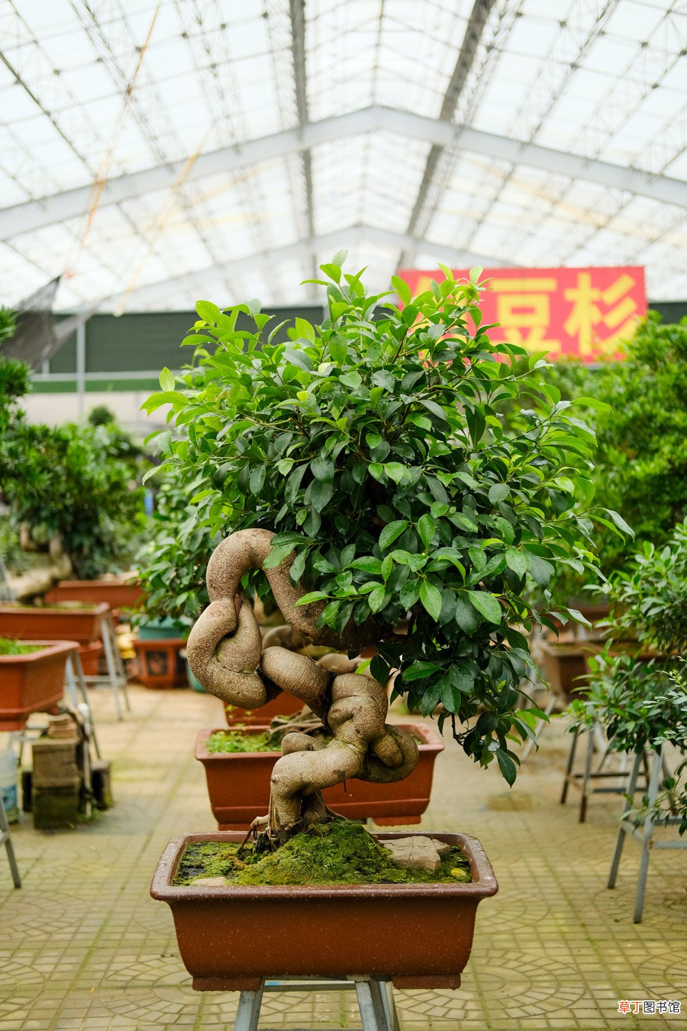 季节、造型方法 人参榕如何修剪
