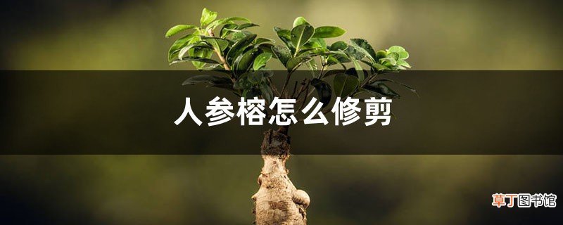 季节、造型方法 人参榕如何修剪