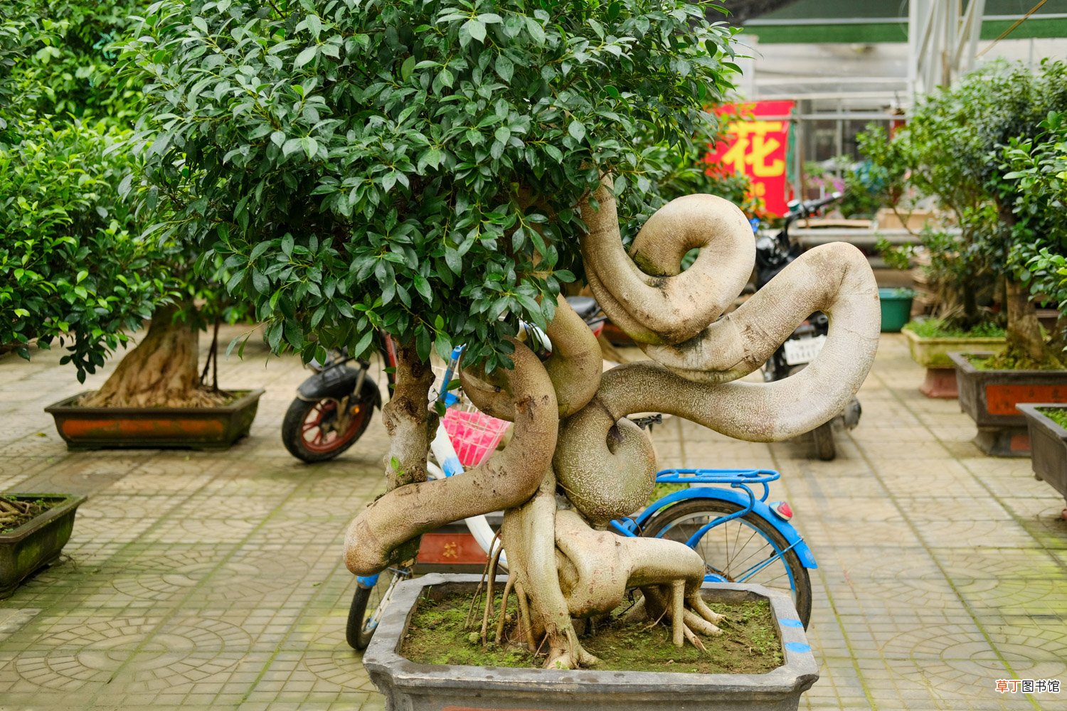 季节、造型方法 人参榕如何修剪