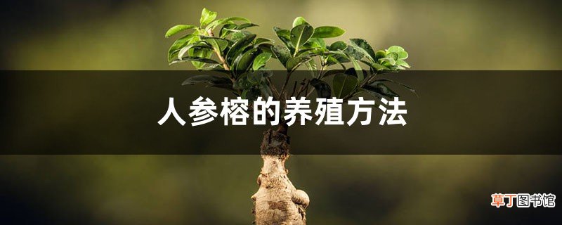 人参榕的养殖方法，怎么让根长大？