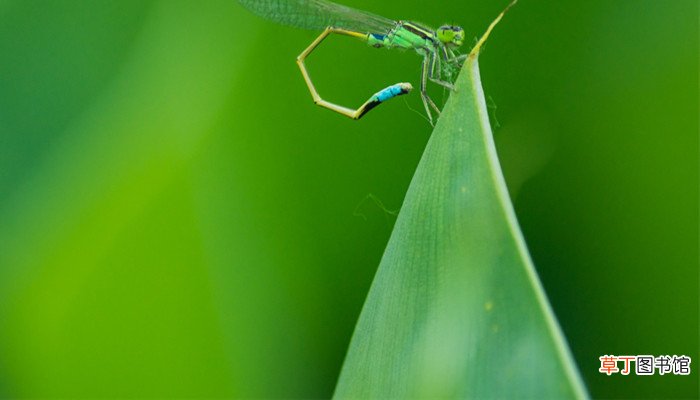 梦见水里有虫子是什么意思