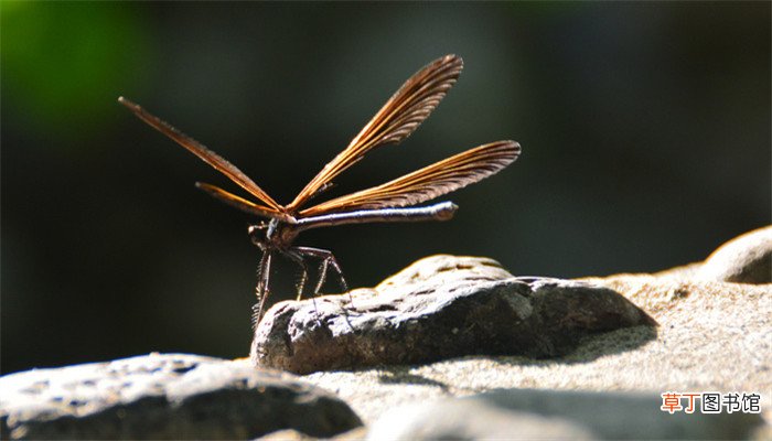 梦见水里有虫子是什么意思