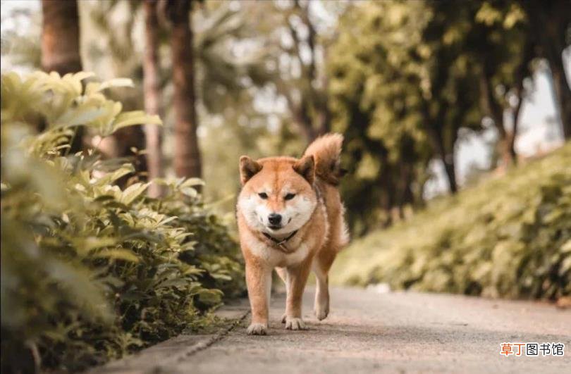 形容狗狗忠诚的一段话 狗为什么那么忠诚