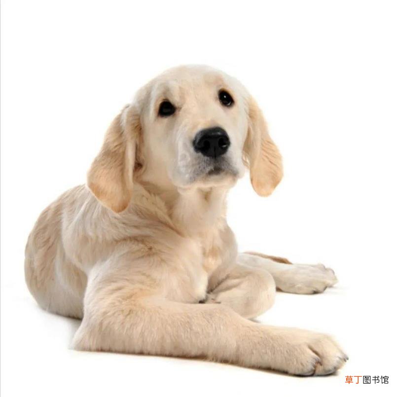 形容狗狗忠诚的一段话 狗为什么那么忠诚