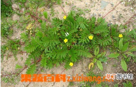 蕨麻委陵菜的功效与作用