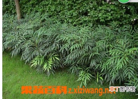 阔叶大十功劳的功效与作用