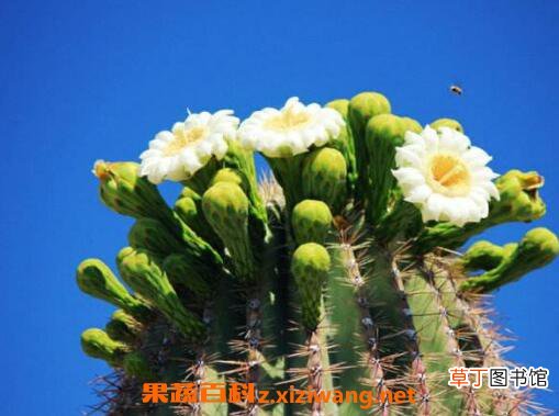 仙人掌花的作用与功效