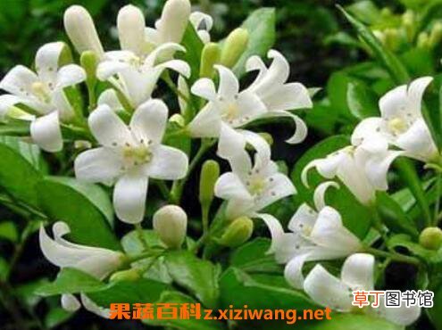 九里香的功效与作用及药用价值