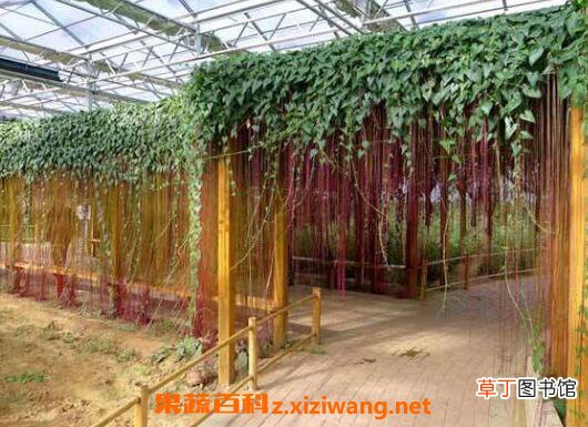 锦屏藤可以在家养吗 锦屏藤怎么繁殖