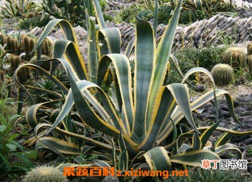 龙舌兰的药用价值与药用功效