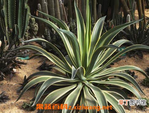 龙舌兰的药用价值与药用功效