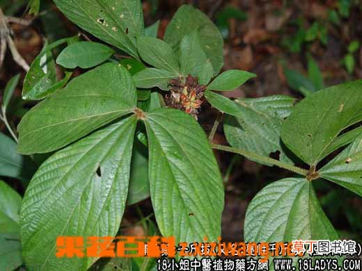 中药千斤拔的功效与作用