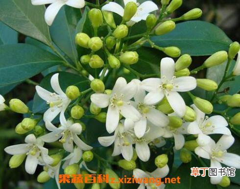 九里香有毒吗 九里香种子种植方法