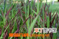 尖刀草的作用和具体用法