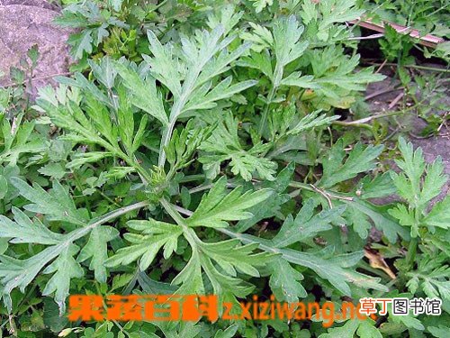 艾叶泡脚的好处有哪些 艾叶泡脚功效