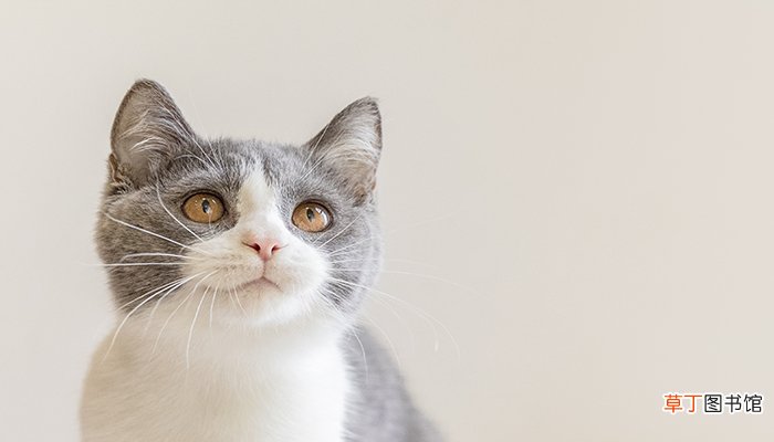 女人梦见一只狗一只猫