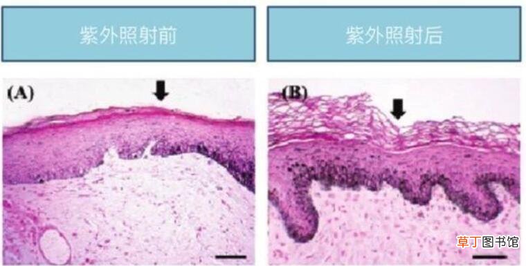 防晒霜打开一年后还能用吗
