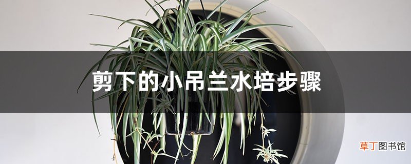 剪下的小吊兰水培，只需几步，生根超快！