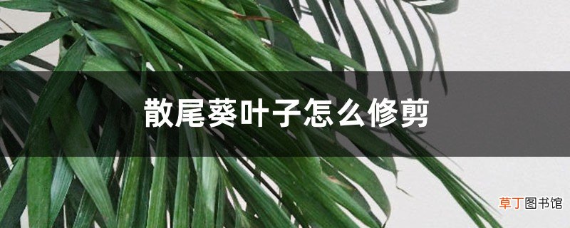散尾葵叶子怎么修剪，修剪叶子会死吗