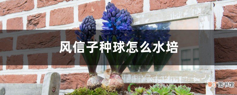几月开始，多久能见光 风信子种球怎么水培