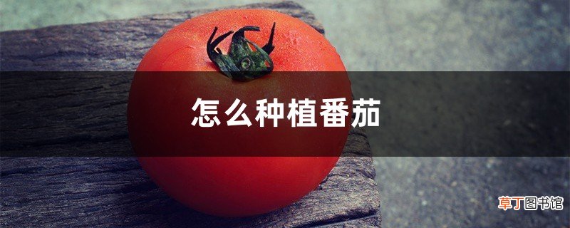 怎么种植番茄