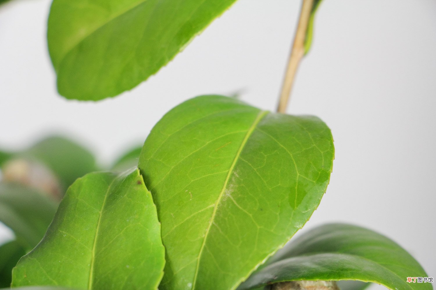 刚买回来的茶花怎么养