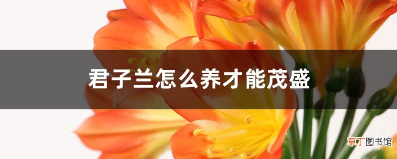 君子兰怎么养才能茂盛