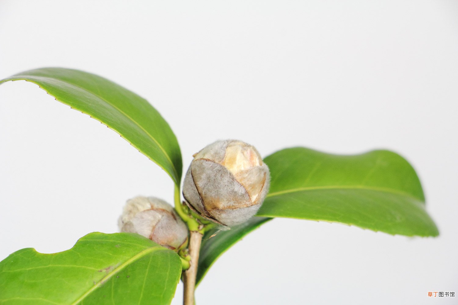 茶花怎么养才开花