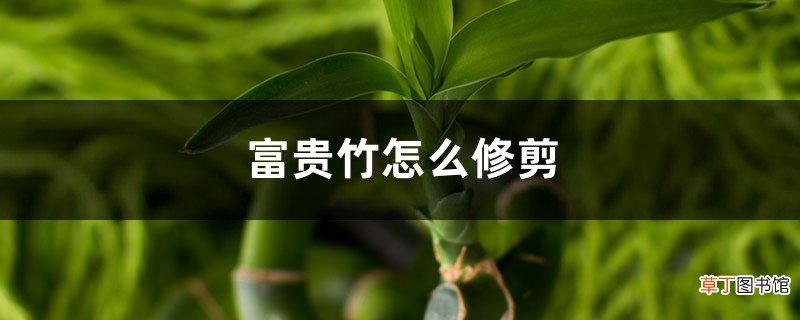 富贵竹怎么修剪，怎么进行繁殖