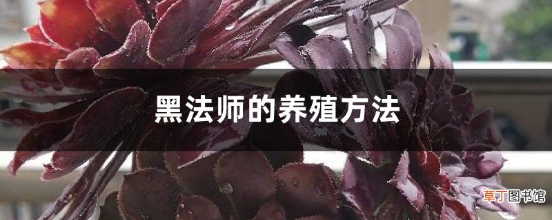黑法师的养殖方法