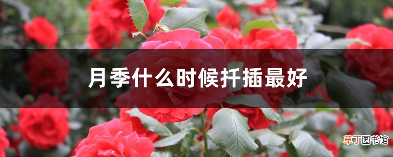 月季什么时候扦插最好，怎么扦插