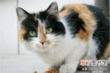 蒜肉是什么东西 蒜为什么是荤的