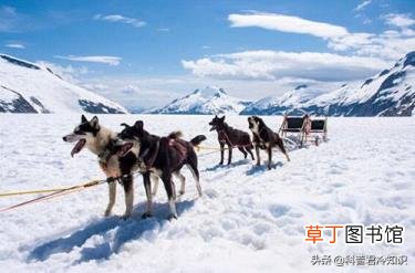 蒜肉是什么东西 蒜为什么是荤的