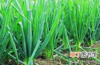 蒜肉是什么东西 蒜为什么是荤的