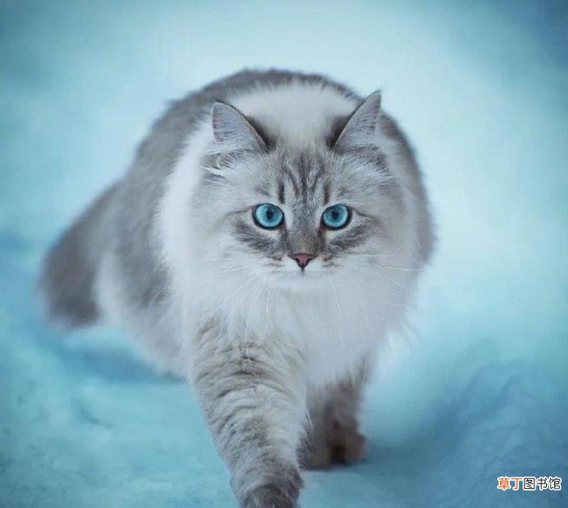 猫什么情况下抓老鼠 猫为什么捉老鼠