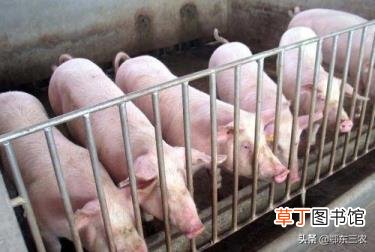 为什么猪肉突然便宜了 猪肉为什么便宜了