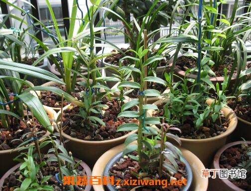石斛如何种植 石斛的种植方法