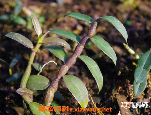 石斛如何种植 石斛的种植方法