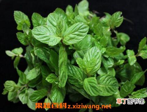 猫薄荷和薄荷的区别