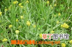 佛耳草的功效与作用及禁忌