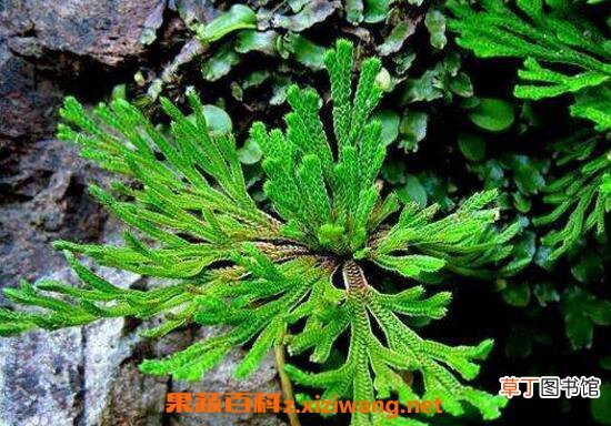 九死还魂草怎么养 还魂草的种植技术