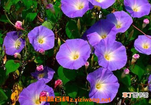 牵牛花的功效与作用