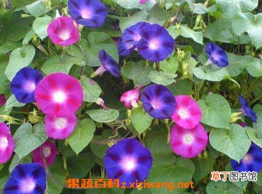 牵牛花的功效与作用