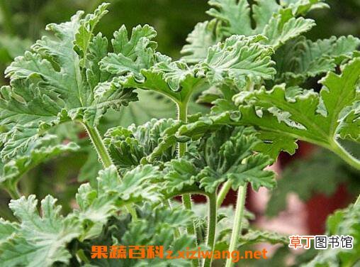 驱蚊草有用吗 驱蚊草的养殖方法