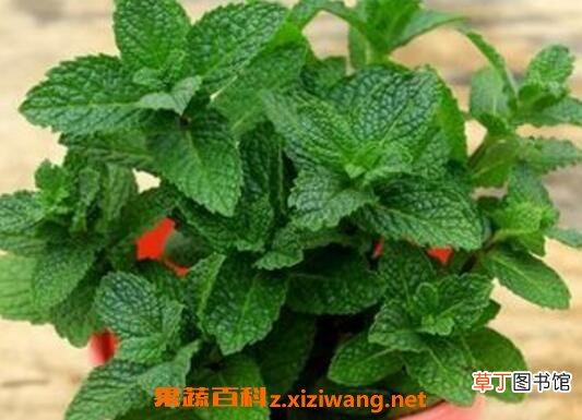 驱蚊草有用吗 驱蚊草的养殖方法