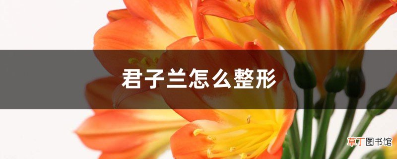 君子兰怎么整形