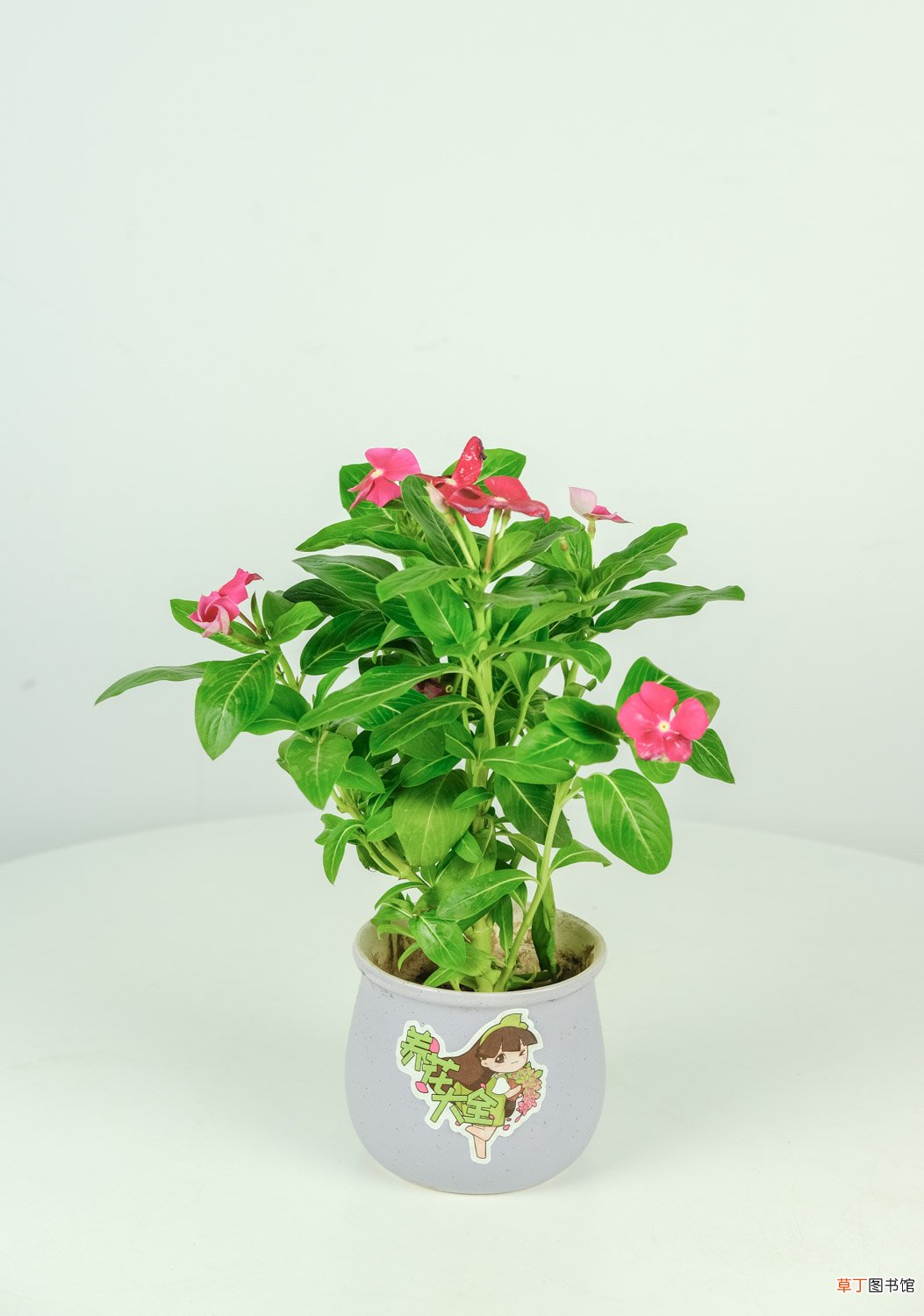 长春花怎么养