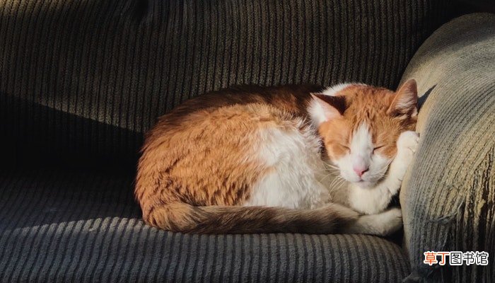 女人梦见猫不好怎么破解